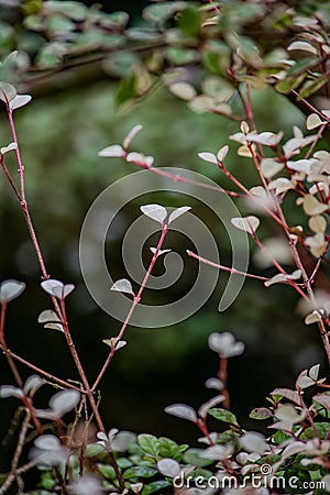 Pale Leaves on Delicate Branches Stock Photo