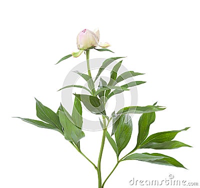 Pale light pink half-closed Peony with lush foliage isolated on a white background Stock Photo