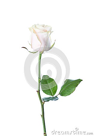 Pale light pink Rose with green leaf isolated on white background Stock Photo