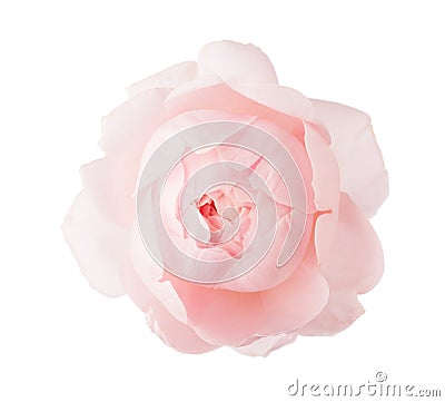 Pale light pink Rose isolated on white background Stock Photo