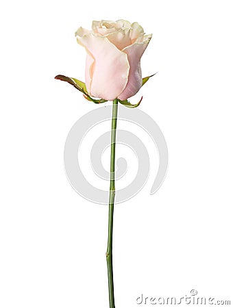 Pale light pink rose Stock Photo