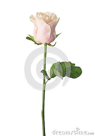 Pale light pink rose . Stock Photo