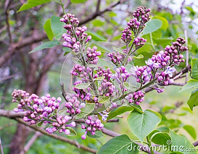 Pale lilac flowers of the lilac branches with green leaves with blurred background. Green branch with spring lilac Stock Photo