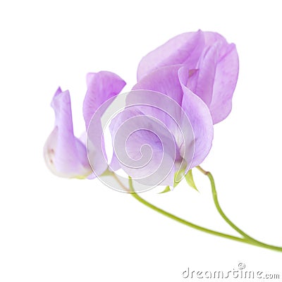 Pale lilac sweet pea Stock Photo