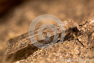 Pale mottled willow (Caradrina clavipalpis) moth Stock Photo