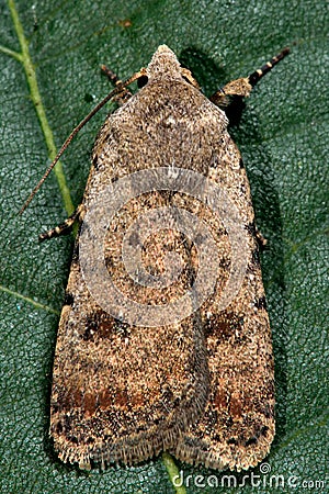 Pale mottled willow moth (Caradrina clavipalpis) Stock Photo