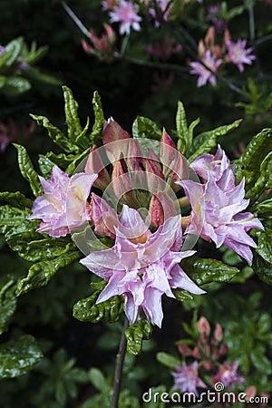 Pale pink Azalea in summer sunlight Stock Photo