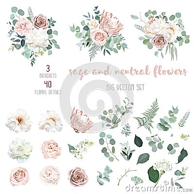 Pale pink camellia, dusty rose, ivory white peony, blush protea Vector Illustration