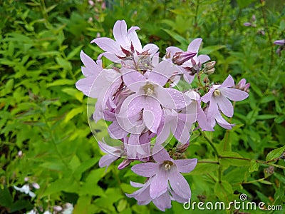 Campanula lactiflora `Loddon Anna` Stock Photo