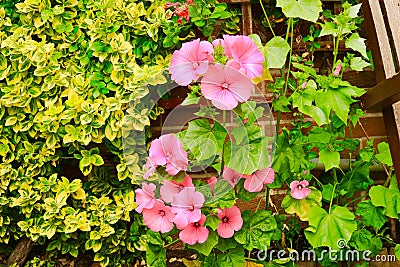 Flowering pale pink Lavatera Stock Photo