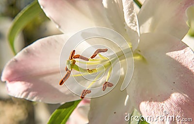 Pale Pink Lily (Lilium Longiflorum) Stock Photo