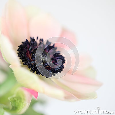 Pale pink poppy flower Stock Photo