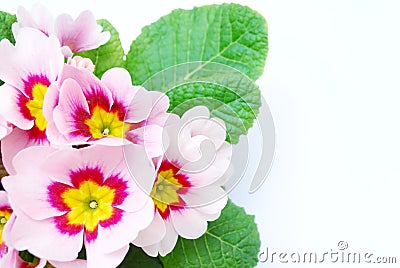 Pale pink primula Stock Photo