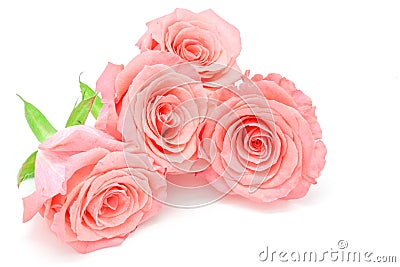 Pale pink rose Stock Photo