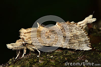 Pale prominent moth (Pterostoma palpina) Stock Photo