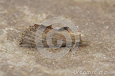 Pale prominent moth (Pterostoma palpina) on a brown surface in closeup Stock Photo