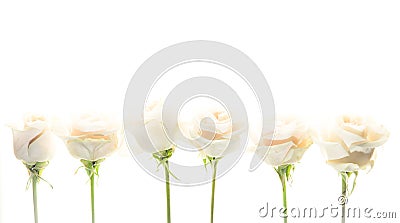 Pale Roses with Stems Isolated on White Background Banner Stock Photo