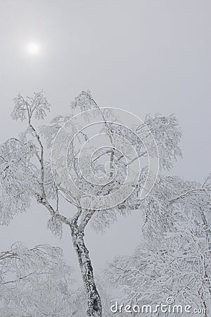 Pale sun and snow covered tree Stock Photo