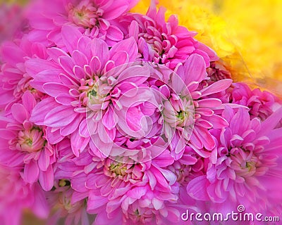 Pale violet colored chrysanthemums and yellow corner Stock Photo