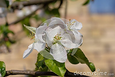 Close-up of white Apple flowers in bright midday sun Stock Photo