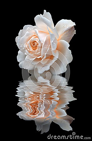 A pale white rose reflected on black water Stock Photo