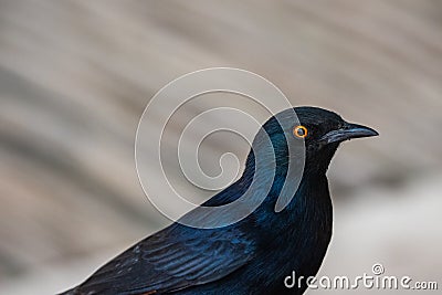 Pale Winged Starling, a Black Bird with Orange Eyes in Namibia Close Up Stock Photo