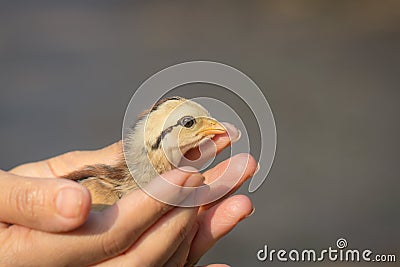 A pale yellow chick in the palm of a woman against a blurred background Stock Photo