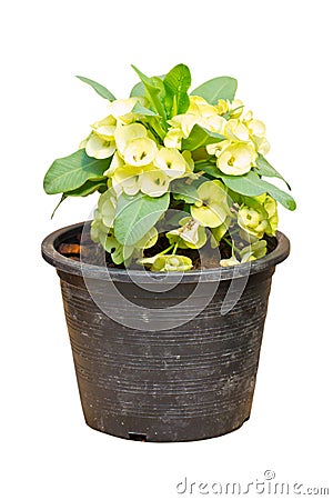Pale Yellow Crown Of Thorns Flower, Euphorbia Milli Desmoul. Stock Photo