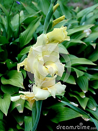 Pale yellow gladiolus cluster Stock Photo