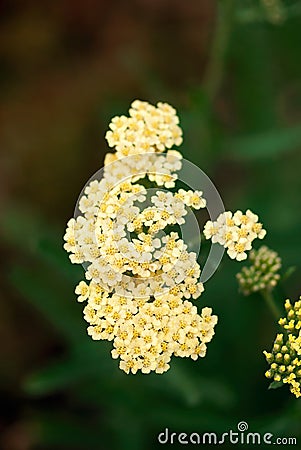 Pale Yellow Yarrow Stock Photo