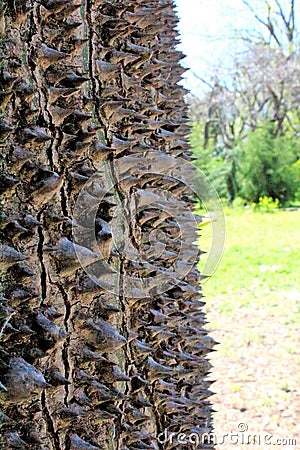 2017.04.25 Palermo botanical garden detail of Ceiba speciosa bark: sacred tree of the Maya Stock Photo