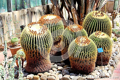 2017.04.25 Palermo botanical garden evocative image of low-trunk plants Stock Photo