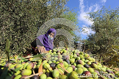 Palestinian family pluck olives from trees harvesting them whereupon he will extract from them olive oil during the annual harvest Editorial Stock Photo