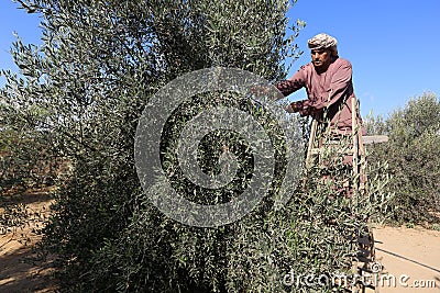 Palestinian family pluck olives from trees harvesting them whereupon he will extract from them olive oil during the annual harvest Editorial Stock Photo