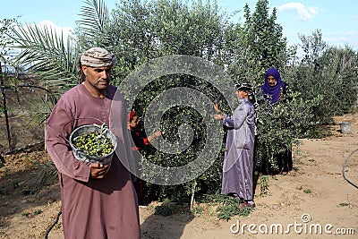 Palestinian family pluck olives from trees harvesting them whereupon he will extract from them olive oil during the annual harvest Editorial Stock Photo