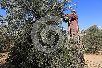 Palestinian family pluck olives from trees harvesting them whereupon he will extract from them olive oil during the annual harvest Editorial Stock Photo