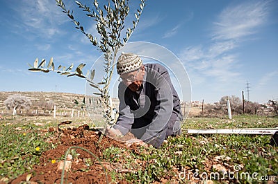 Palestinian olive tree planting Editorial Stock Photo