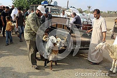 Palestinians muslims across the world start to buy cattle to be slaughtered for Eid al-Adha or Feast of the Sacrifice, in Gaza Str Editorial Stock Photo