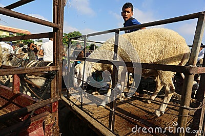 Palestinians muslims across the world start to buy cattle to be slaughtered for Eid al-Adha or Feast of the Sacrifice, in Gaza Str Editorial Stock Photo