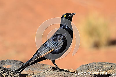 Palewinged starling Stock Photo