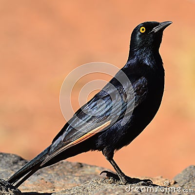 Palewinged starling Stock Photo