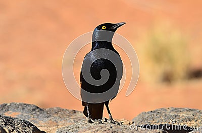 Palewinged starling,Namibia,Africa Stock Photo