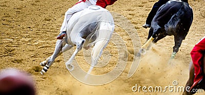 Palio di Asti horse racing details of galloping horses legs on hippodrome Stock Photo