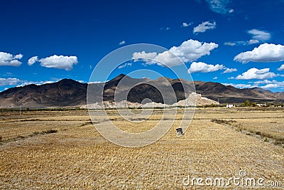 Palkor chode on tibet Stock Photo