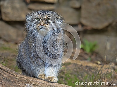 Pallas` cat, Otocolobus manul, portrait of a male Stock Photo