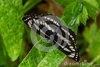 Pallas sailer or common glider butterfly, Neptis sappho, guarding its territory Stock Photo