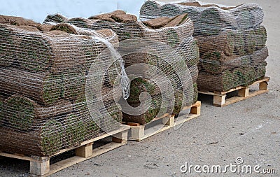 Pallets with grass carpets. Rolls of grass used when laying the lawn. three packs of rolls Stock Photo