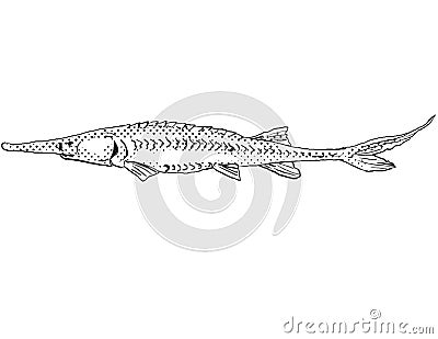 Pallid sturgeon or Scaphirhynchus albus Freshwater Fish Cartoon Drawing Stock Photo