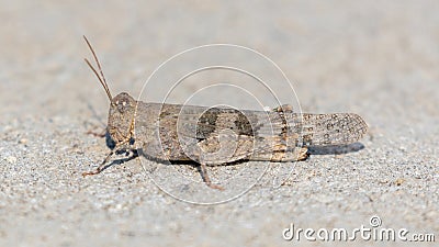 Pallid-winged Grasshopper resting on residential property's driveway Stock Photo