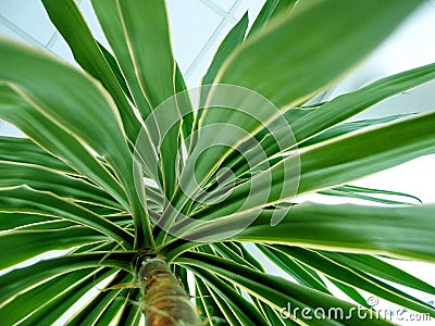 Palm. Stock Photo